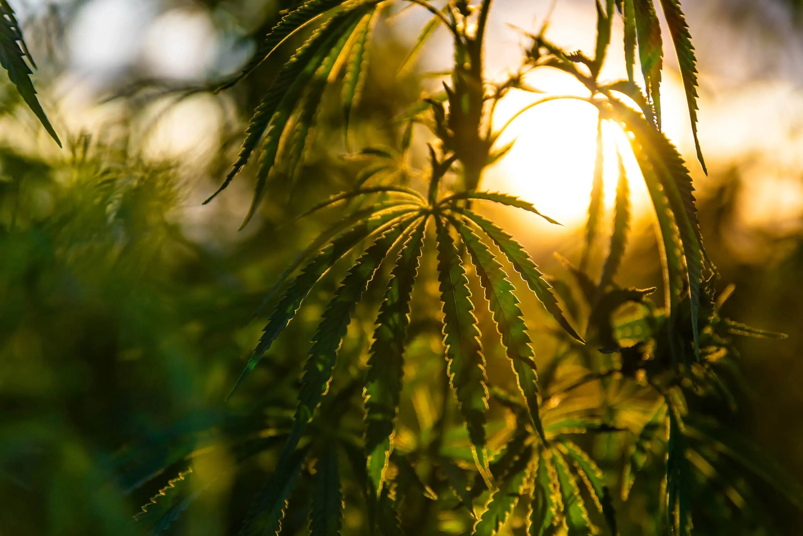 A close up of a Hemp plant with the sun setting behind it.