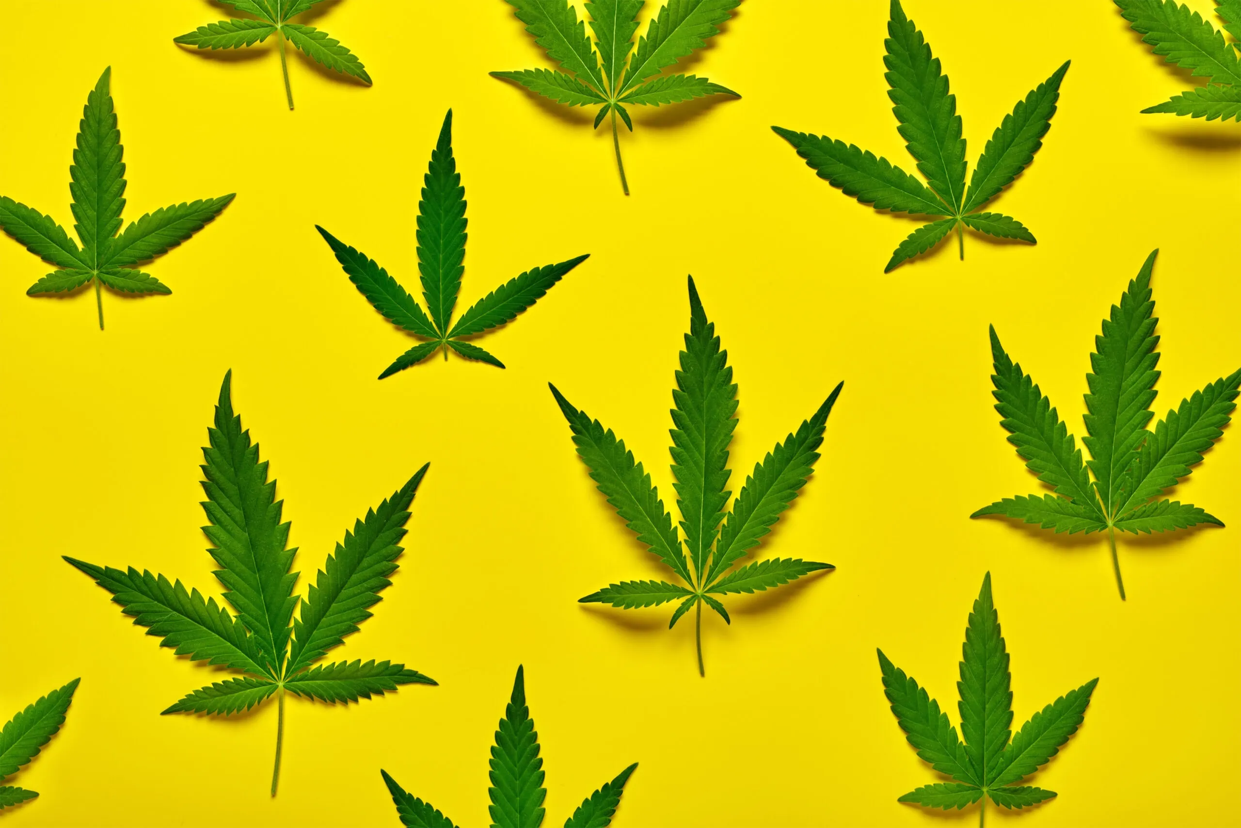 Marijuana leaves with Delta-8 THC on a yellow background.