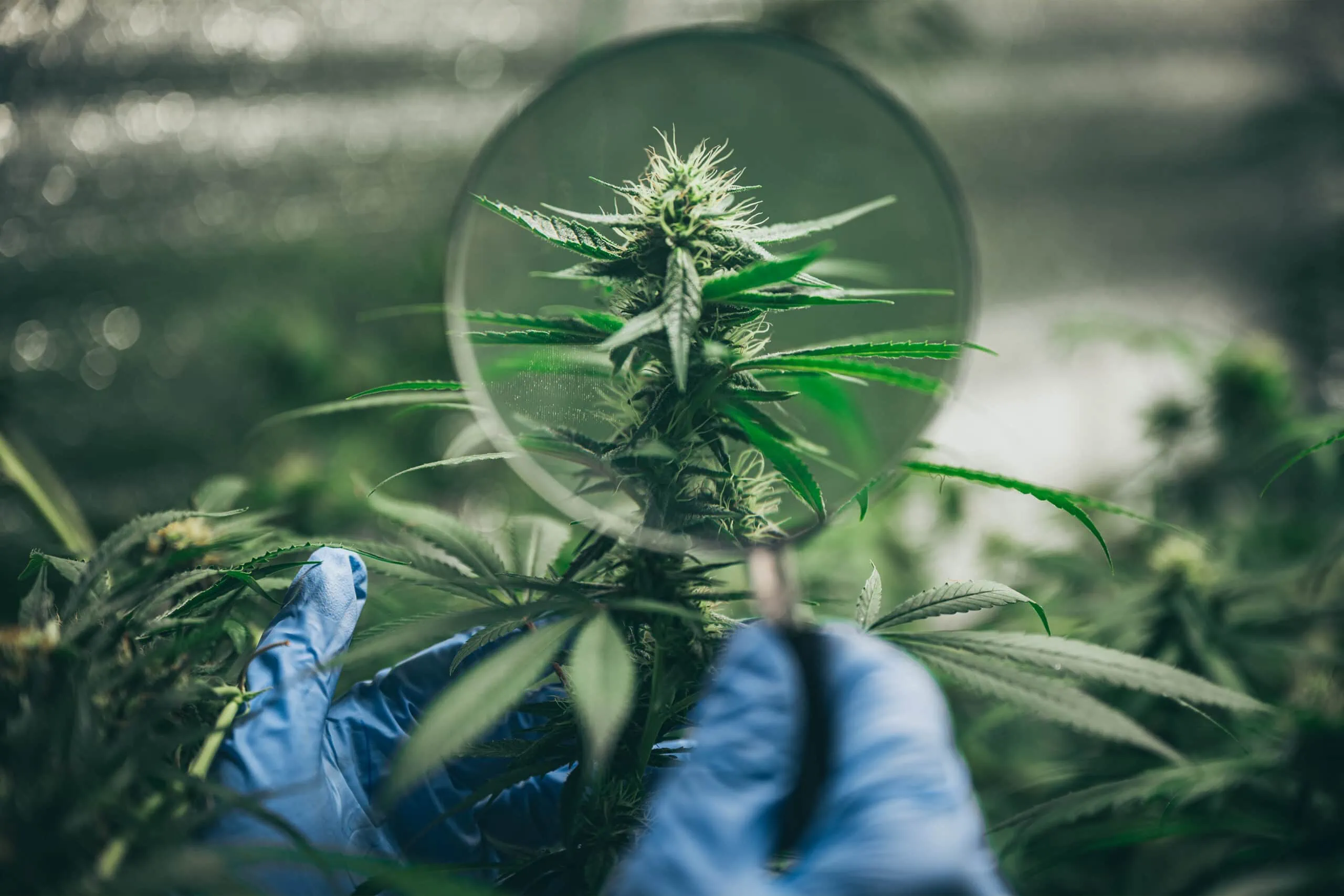A person is holding a magnifying glass over a cannabis plant to look for details for the Cannabis Lab Report.