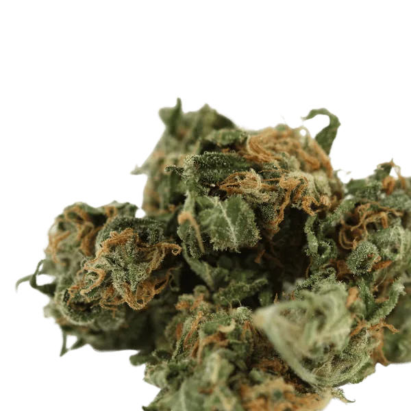 A green Delta 8 marijuana flower on a white background.