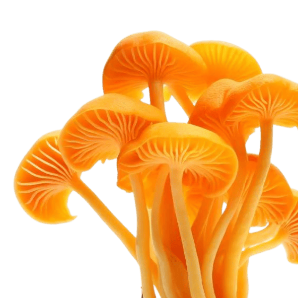 A bunch of Delta 8 orange mushrooms on a white background.
