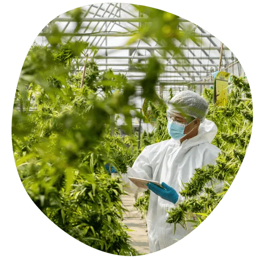 A worker in protective clothing inspecting Delta-8 brand cannabis plants in a greenhouse.