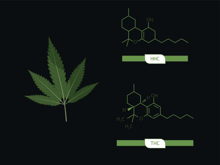 Illustration of a Delta 9 cannabis leaf with molecular structures of HHC and THC displayed above and below on a dark background.